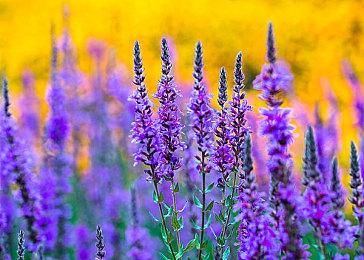 《暗黑破坏神：不朽》×《魔兽世界》联动开启 7月4日上线